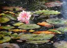 nenuphard etang maison de monet giverny