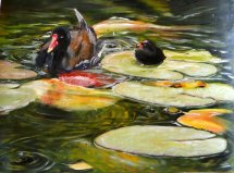  poules d'eau maison de monet 0001.1 à giverny
