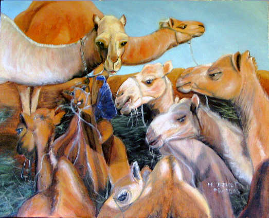 afrique dromadaires
