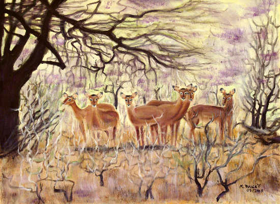 kenya troupeau de gazelles